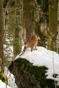 Preview wallpaper lynx, predator, big cat, snow, trees