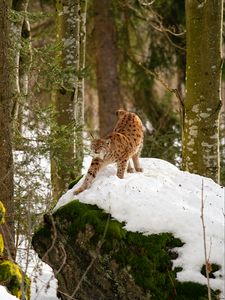 Preview wallpaper lynx, predator, big cat, snow, trees