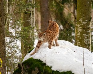 Preview wallpaper lynx, predator, big cat, snow, trees