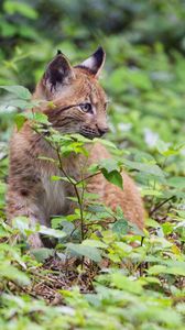 Preview wallpaper lynx, predator, big cat, wildlife