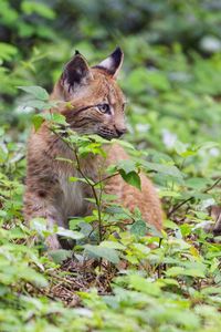Preview wallpaper lynx, predator, big cat, wildlife