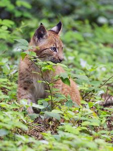 Preview wallpaper lynx, predator, big cat, wildlife