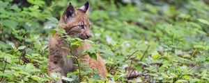 Preview wallpaper lynx, predator, big cat, wildlife