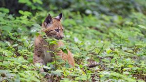 Preview wallpaper lynx, predator, big cat, wildlife