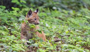 Preview wallpaper lynx, predator, big cat, wildlife