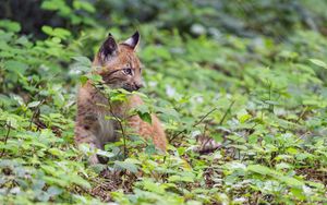 Preview wallpaper lynx, predator, big cat, wildlife