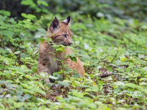 Preview wallpaper lynx, predator, big cat, wildlife