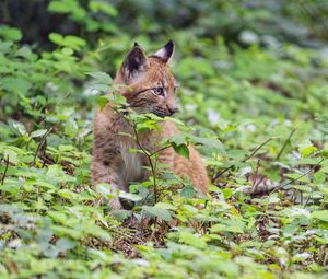 Preview wallpaper lynx, predator, big cat, wildlife