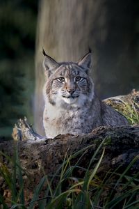 Preview wallpaper lynx, predator, big cat, animal