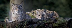 Preview wallpaper lynx, predator, big cat, animal
