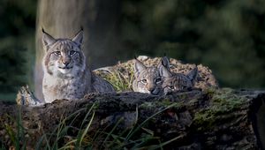 Preview wallpaper lynx, predator, big cat, animal