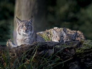 Preview wallpaper lynx, predator, big cat, animal