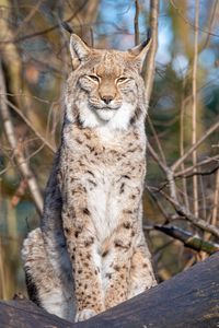 Preview wallpaper lynx, predator, big cat, animal, branches, dry