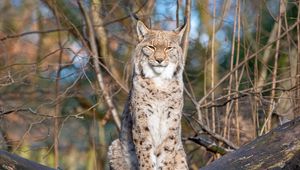 Preview wallpaper lynx, predator, big cat, animal, branches, dry