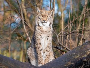 Preview wallpaper lynx, predator, big cat, animal, branches, dry