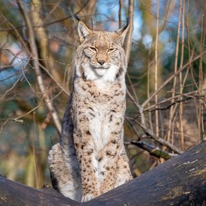 Preview wallpaper lynx, predator, big cat, animal, branches, dry