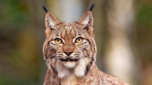 Preview wallpaper lynx, predator, big cat, face