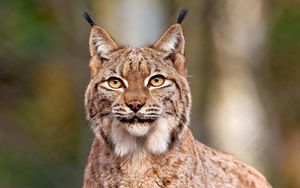 Preview wallpaper lynx, predator, big cat, face