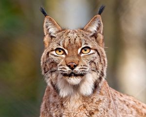 Preview wallpaper lynx, predator, big cat, face