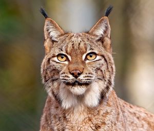 Preview wallpaper lynx, predator, big cat, face