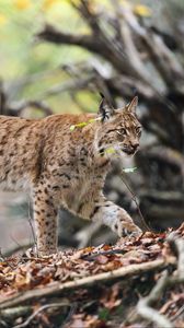 Preview wallpaper lynx, predator, big cat, animal, branches, leaves