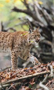 Preview wallpaper lynx, predator, big cat, animal, branches, leaves