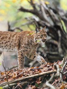 Preview wallpaper lynx, predator, big cat, animal, branches, leaves