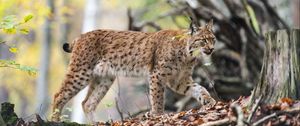 Preview wallpaper lynx, predator, big cat, animal, branches, leaves