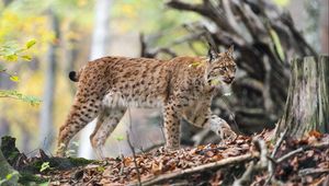 Preview wallpaper lynx, predator, big cat, animal, branches, leaves