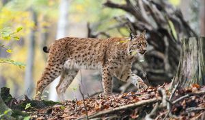 Preview wallpaper lynx, predator, big cat, animal, branches, leaves