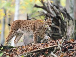 Preview wallpaper lynx, predator, big cat, animal, branches, leaves