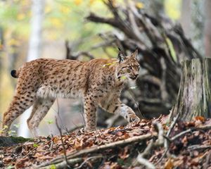 Preview wallpaper lynx, predator, big cat, animal, branches, leaves