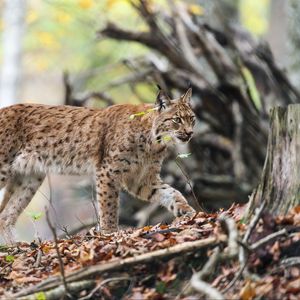 Preview wallpaper lynx, predator, big cat, animal, branches, leaves