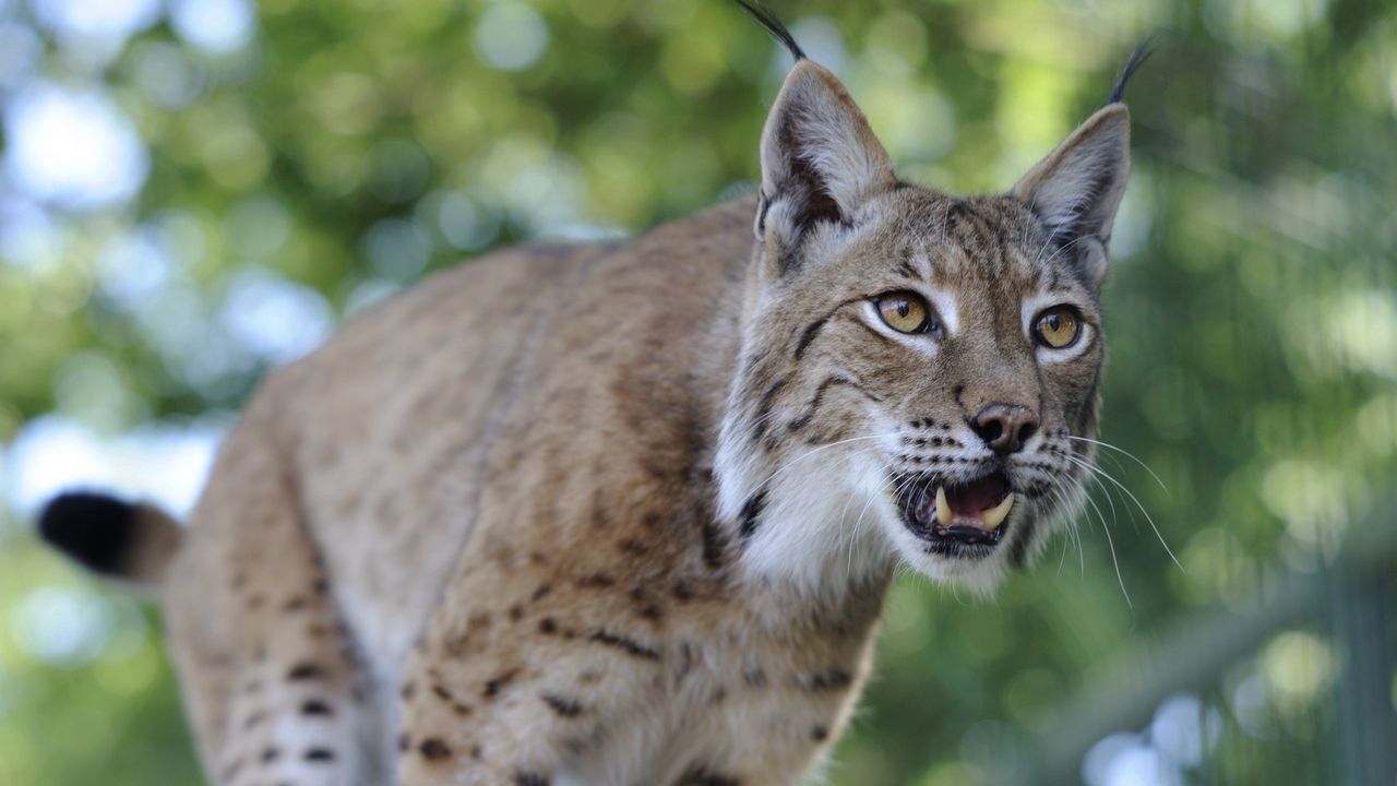 Wallpaper lynx, predator, face, teeth