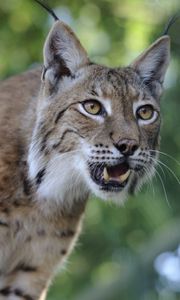 Preview wallpaper lynx, predator, face, teeth