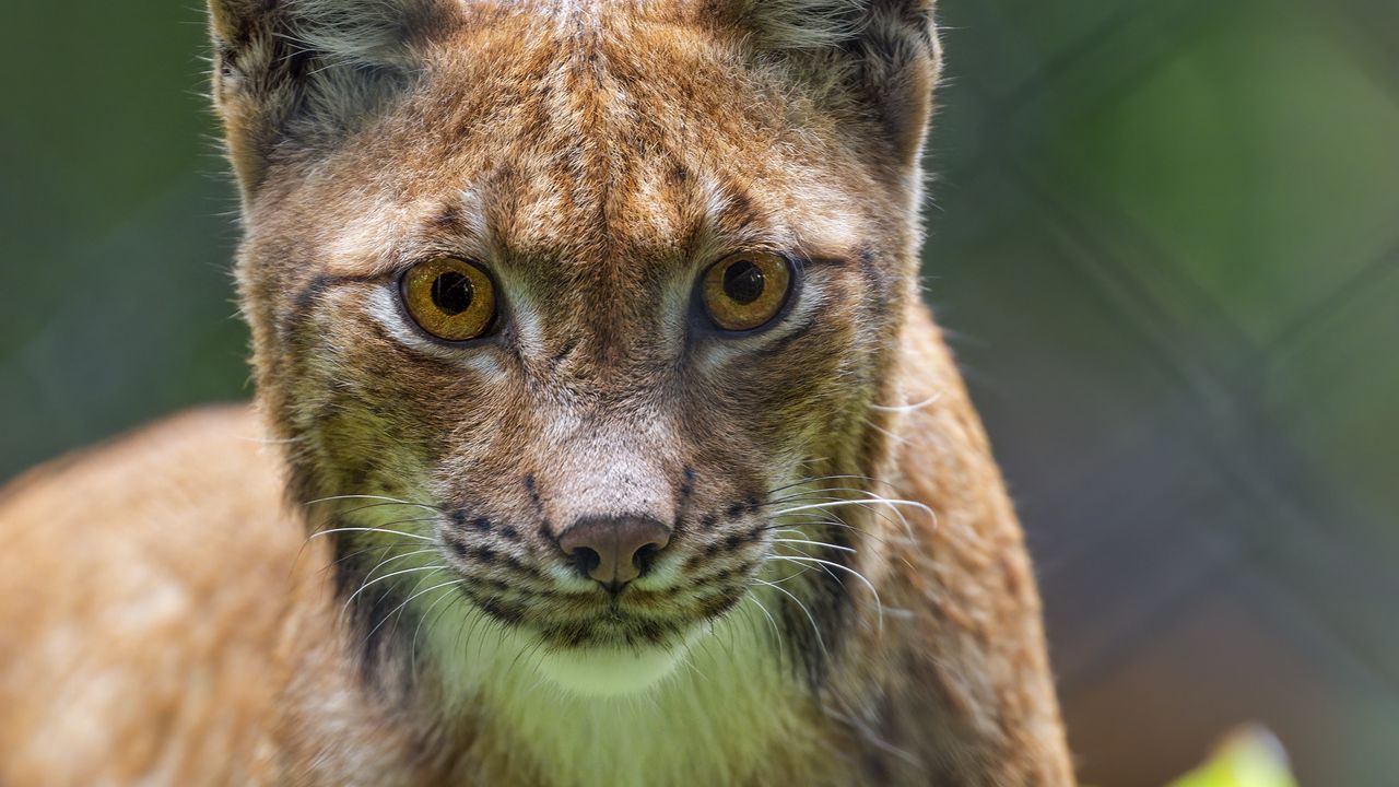 Wallpaper lynx, predator, funny, big cat, blur