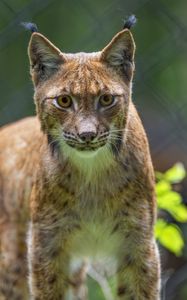 Preview wallpaper lynx, predator, funny, big cat, blur