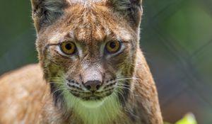 Preview wallpaper lynx, predator, funny, big cat, blur
