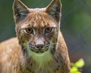Preview wallpaper lynx, predator, funny, big cat, blur