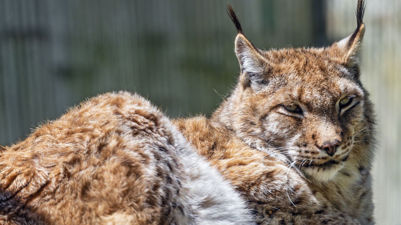 Wallpaper lynx, predator, fur, glance, animal, nature