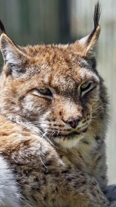 Preview wallpaper lynx, predator, fur, glance, animal, nature