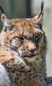 Preview wallpaper lynx, predator, fur, glance, animal, nature