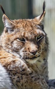 Preview wallpaper lynx, predator, fur, glance, animal, nature