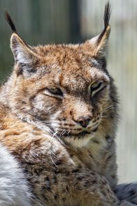 Preview wallpaper lynx, predator, fur, glance, animal, nature