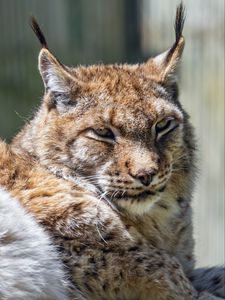 Preview wallpaper lynx, predator, fur, glance, animal, nature