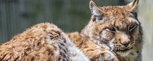 Preview wallpaper lynx, predator, fur, glance, animal, nature