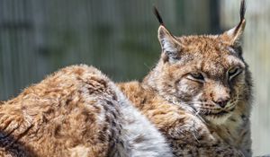 Preview wallpaper lynx, predator, fur, glance, animal, nature