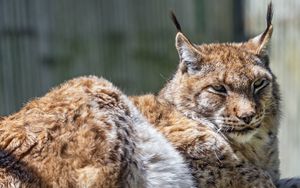 Preview wallpaper lynx, predator, fur, glance, animal, nature