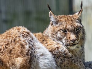 Preview wallpaper lynx, predator, fur, glance, animal, nature