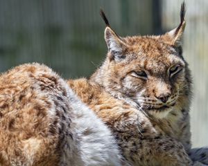 Preview wallpaper lynx, predator, fur, glance, animal, nature